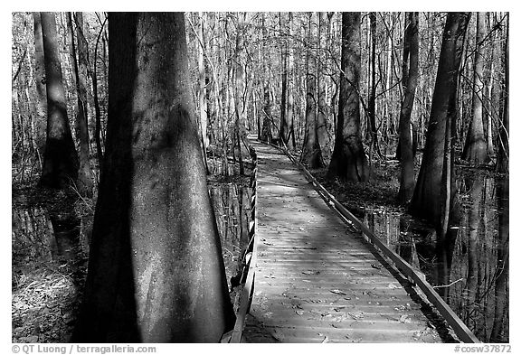 Low boardwalk in sunny forest. Congaree National Park (black and white)