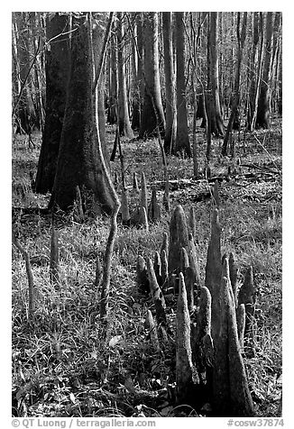 Floor of floodplain forest with cypress knees. Congaree National Park (black and white)