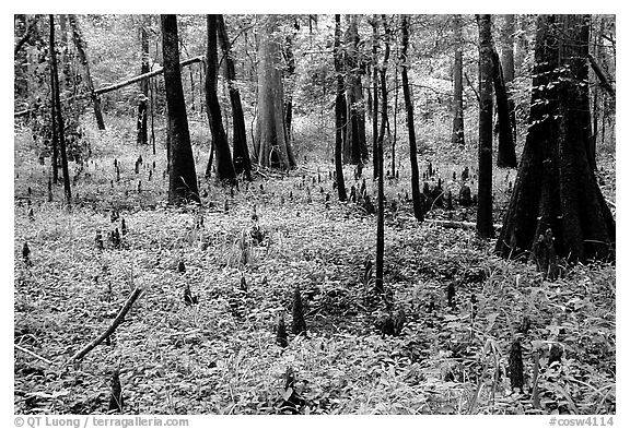 Cypress and undergrowth with knees in summer. Congaree National Park, South Carolina, USA.