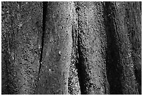 Cypress trunk detail. Congaree National Park ( black and white)