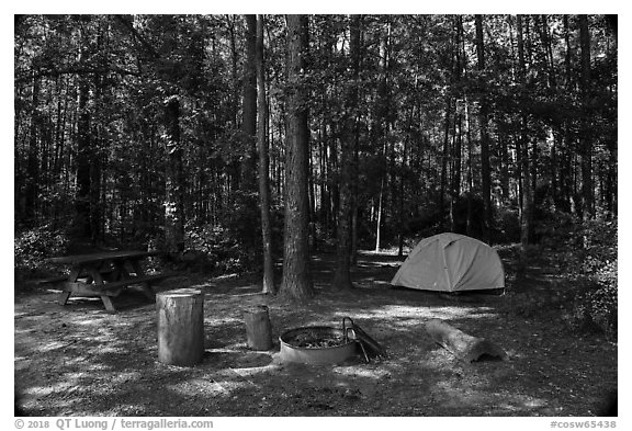 Longleaf Campground. Congaree National Park (black and white)