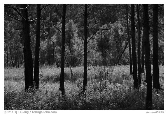 Meadow framed by pine trees. Congaree National Park (black and white)