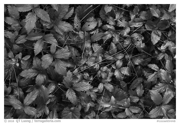 Close-up of leaves and fallen pine needles. Congaree National Park (black and white)