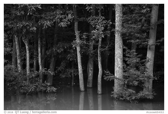Forest near Bates Bridge flooded by Congaree River. Congaree National Park (black and white)