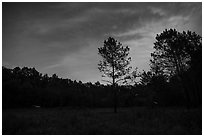 Meadow at night with flying fireflies. Congaree National Park ( black and white)