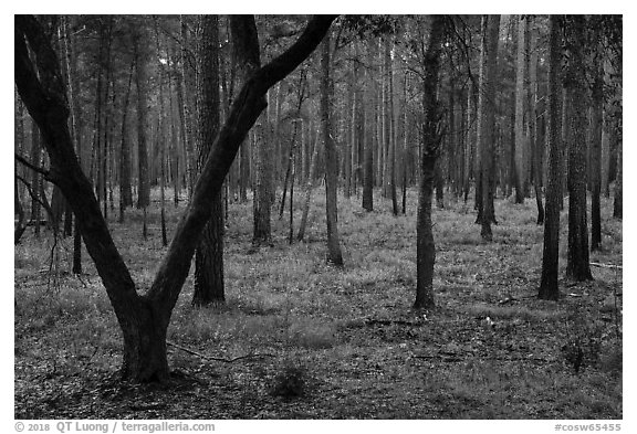 Pine forest. Congaree National Park (black and white)