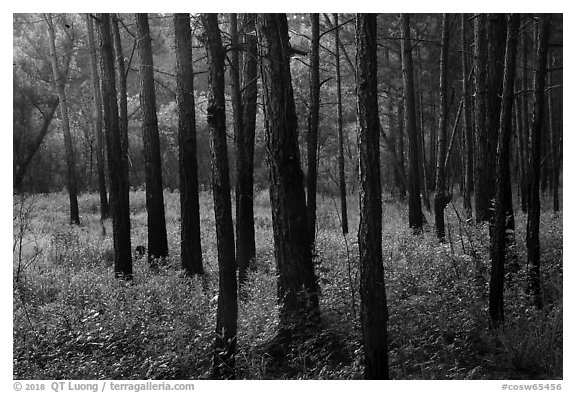 Dark trunks of pine trees at edge of meadow. Congaree National Park (black and white)