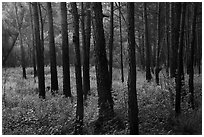 Dark trunks of pine trees at edge of meadow. Congaree National Park ( black and white)