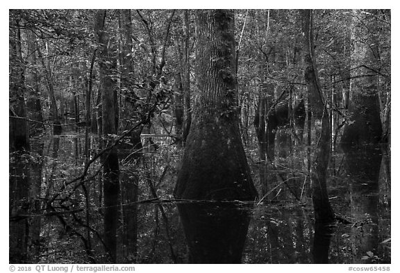 Flooded bottomland hardwood forest. Congaree National Park (black and white)