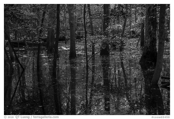 Flooded forest and reflections. Congaree National Park (black and white)