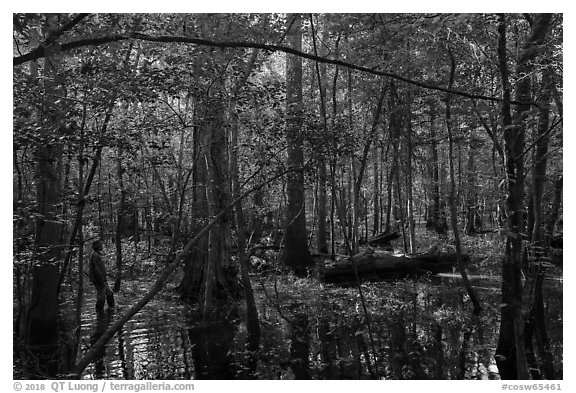 Visitor looking, flooded forest in summer. Congaree National Park (black and white)