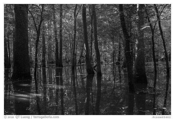 Flooded forest in summer. Congaree National Park (black and white)