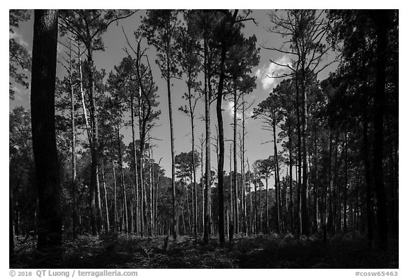 Pine forest on North Bluff. Congaree National Park (black and white)