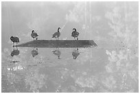 Geese and misty reflections on Kendal lake. Cuyahoga Valley National Park, Ohio, USA. (black and white)