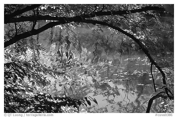 Arching tree and reflection on Kendall Lake. Cuyahoga Valley National Park (black and white)