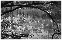 Arching tree and reflection on Kendall Lake. Cuyahoga Valley National Park ( black and white)