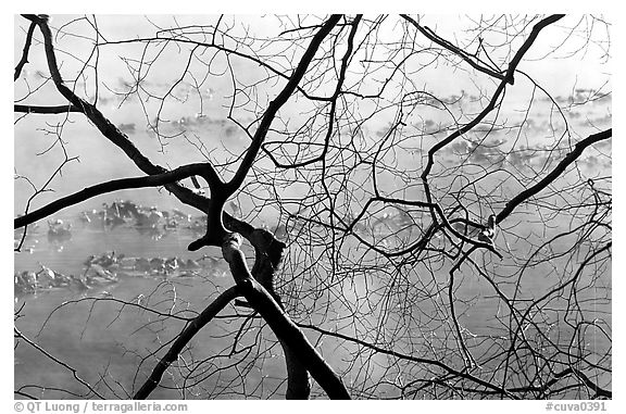 Bare branches and mist over Kendall Lake surface. Cuyahoga Valley National Park (black and white)