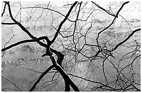 Bare branches and mist over Kendall Lake surface. Cuyahoga Valley National Park ( black and white)