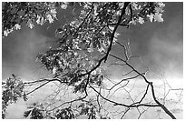 Branches, leaves, and mist, Kendall Lake. Cuyahoga Valley National Park ( black and white)