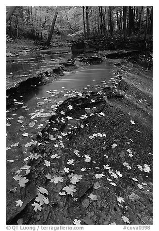 Fallen leaves and cascades, Brandywine Creek. Cuyahoga Valley National Park (black and white)