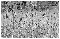 Thistles. Cuyahoga Valley National Park ( black and white)