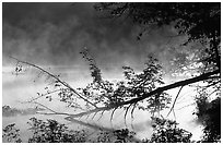 Fallen tree and mist raising from Kendall Lake. Cuyahoga Valley National Park ( black and white)