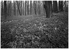 Myrtle flowers on forest floor in early spring, Brecksville Reservation. Cuyahoga Valley National Park ( black and white)