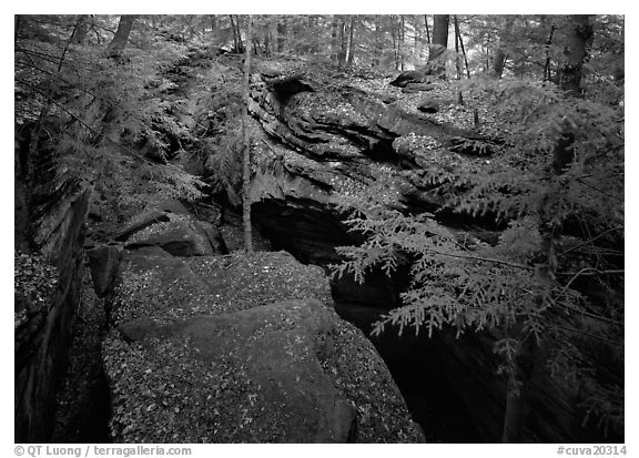Trees and sandstone blocs,  The Ledges. Cuyahoga Valley National Park (black and white)