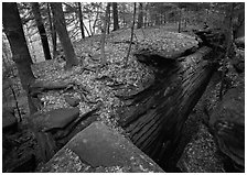 Sandstone cracks, moss, fallen leaves, and trees with bare roots. Cuyahoga Valley National Park, Ohio, USA. (black and white)
