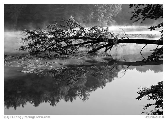 Fallen tree and mist, Kendal lake. Cuyahoga Valley National Park (black and white)