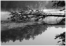 Fallen tree and reflection, Kendall Lake. Cuyahoga Valley National Park ( black and white)