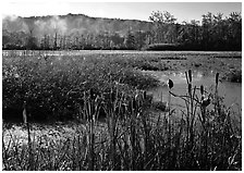 Reeds and Beaver Marsh, early morning. Cuyahoga Valley National Park ( black and white)