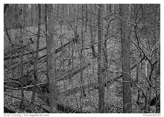 Barren trees and fallen leaves on hillside. Cuyahoga Valley National Park, Ohio, USA.