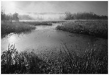 Aquatic plants, Beaver Marsh, and mist, early morning. Cuyahoga Valley National Park ( black and white)