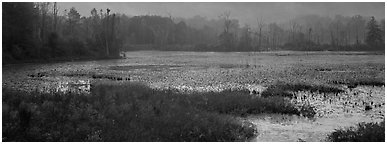 Marsh landscape at dawn. Cuyahoga Valley National Park (Panoramic black and white)