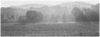 Sunrays in distant mist above field. Cuyahoga Valley National Park (Panoramic black and white)