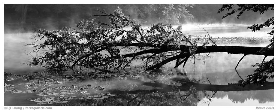 Fallen tree in lake with mist raising. Cuyahoga Valley National Park (black and white)