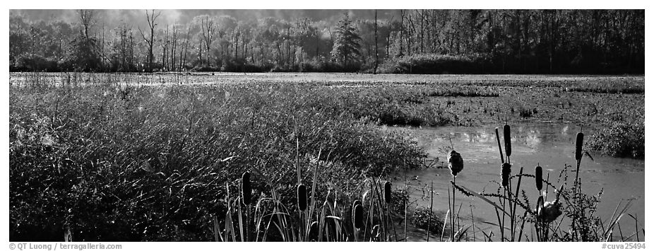 Wetlands scenery. Cuyahoga Valley National Park (black and white)