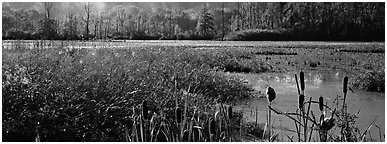 Wetlands scenery. Cuyahoga Valley National Park (Panoramic black and white)