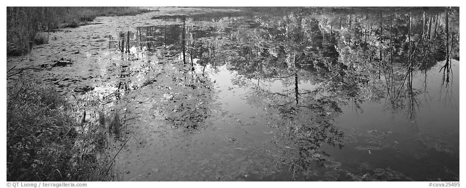 Trees reflected in pond in the fall. Cuyahoga Valley National Park (black and white)