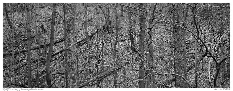 Bare forest with fallen trees on hillside. Cuyahoga Valley National Park (black and white)
