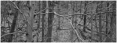 Criss-crossing branches in bare forest. Cuyahoga Valley National Park (Panoramic black and white)