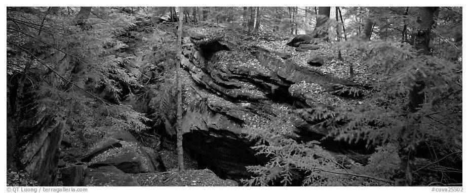 Forest scene with moss-covered limestone rocks. Cuyahoga Valley National Park (black and white)