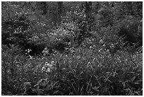 Wildflowers and blooms in summer. Cuyahoga Valley National Park ( black and white)