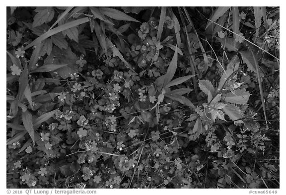 Close-up of plants and wildflowers. Cuyahoga Valley National Park (black and white)