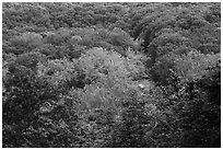 Tree canopy and Tinkers Creek Gorge in summer, Bedford Reservation. Cuyahoga Valley National Park ( black and white)