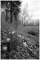 Yellow Daffodils growing at the edge of a marsh. Cuyahoga Valley National Park, Ohio, USA. (black and white)
