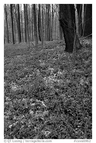 Forest floor with tint myrtle flowers, Brecksville Reservation. Cuyahoga Valley National Park (black and white)