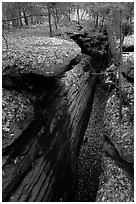 Sandstone depression, The Ledges. Cuyahoga Valley National Park ( black and white)