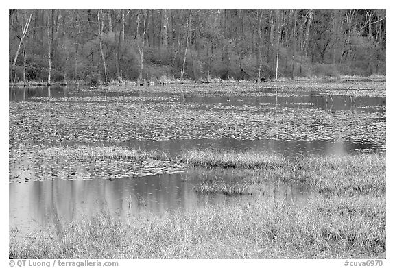 Beaver Marsh in spring. Cuyahoga Valley National Park, Ohio, USA.